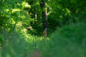 Photo of Deer at ranch for sale